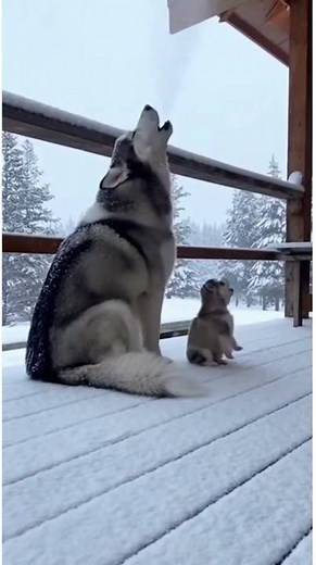 A Husky Puppy's First Lesson in Howling.