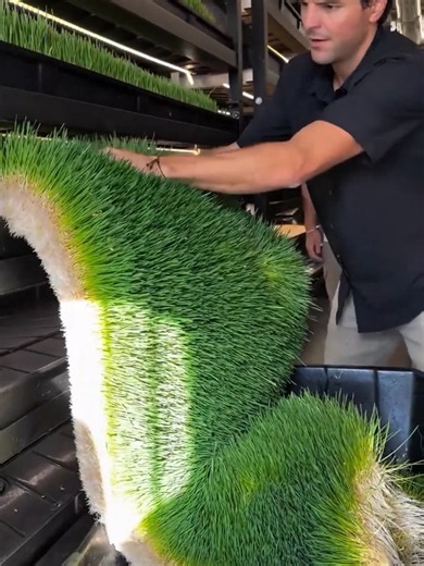 Hydroponic Barley Fodder: 7-Day Method to Grow 15 kg Green Feed