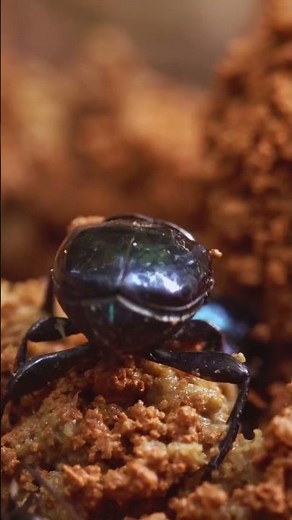 How Dung Beetle Saved Australia Cattle #shorts #facts #wildlife