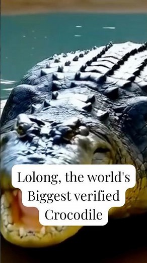 Lolong: The World’s BIGGEST Crocodile! 🐊😱