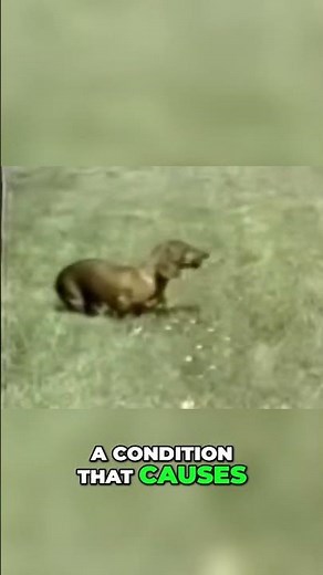 Meet Rusty: The Narcoleptic Dachshund's Hilarious Naptime Adventures!