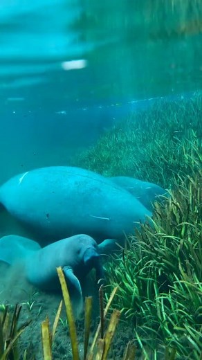 6K views · 118 reactions | The dugong is the only surviving species of the family Dugongidae, and is also known as the "sea cow" in many regions. ​The weight of an adult dugong typically ranges between 220 to 420 kilograms, although some large individuals can exceed that. Their length usually reaches between 2.3 to 4 meters. ​Calves (Young): A dugong calf is born weighing between 25 to 35 kilograms and is approximately 1.2 meters in length. | Pawtopia | Facebook