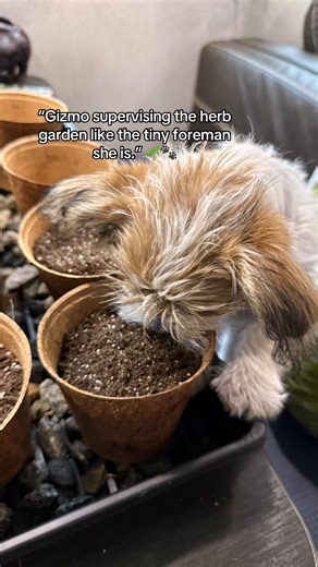 Yesterday Gizmo and I planted the first herbs in our little garden. 🌱 It might seem like a small thing, but for me it feels bigger than that. For the first time in a while, I’m in a place where I feel settled enough to invest in growing something again. Gizmo was extremely curious about the whole process… supervising, sniffing, and making sure every pot met her quality standards. 🐾 HerbGarden #G#GrowingTogetherD#DogMomLifeG#GardenDaysShihTzuLife