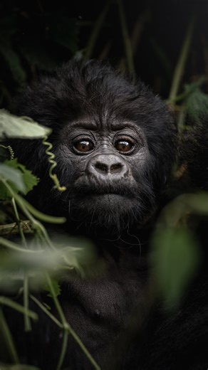 4K reactions · 112 shares | What is the minimum age for gorilla...