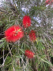 50 Bottle Brush Tree Cuttings - Etsy