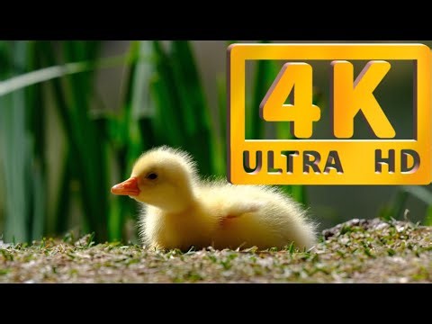 4K HDR 60FPS Dolby Vision4K Video #4K Speed Test #4K TV #4K Movies