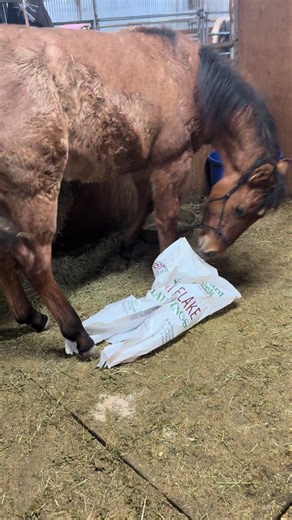 Swamp rat baby horse