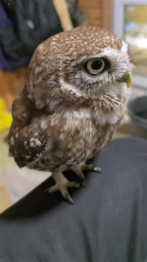 Adorable Owls That Will Make You Smile