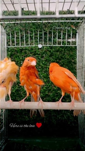 Three Rare Canaries, Three Different Worlds… One Perfect Moment! 🐦🔥