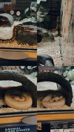 Some Cool Ball Pythons! Should We Get One?