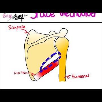 Spaces in the Shoulder: Triangular space, Triangular interval, and Quadrangular space