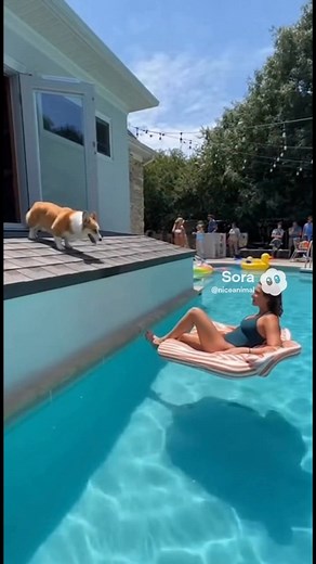 BubuTheCorgi just BASE-jumped into a pool party 😂💦 #BubuTheCorgi #CorgiJump #PoolParty #FunnyDogs #CorgiLife #DogSwimming #SummerVibes #DogComedy #CuteAnimals #DogsPlaying #PetFun #CorgiAdventures | Nice Animal Comedy