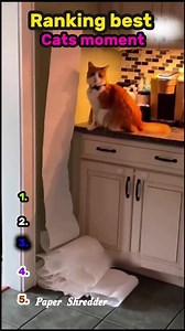 Ranking the funniest cat moments 😹 #cats #funny