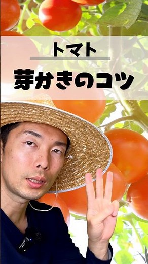 トマトの脇芽かきは全部取ると損します！収穫が増える3つのポイント #家庭菜園初心者 #家庭菜園 #夏野菜