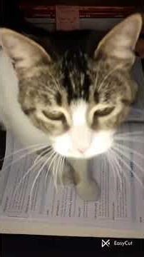 Chemistry🧪 External Practical prep💡| Class 12th | #chemistryclass12 #study #practical☘