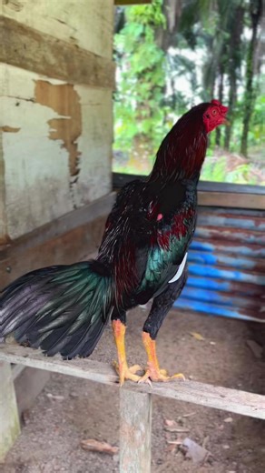 panen masal #gwkrooster #phanat #phanatkhoy #wiringgalih #foryou