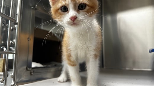 Ever wondered about animal law? U of T launches what it calls first-of-its kind program