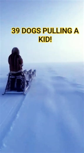 10 Year Old Eskimo Kid Sledding with 39 Arctic Dogs – Insane Arctic Footage! ❄️🐕