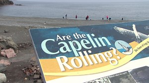 Where are the capelin and how much longer until they start rolling?