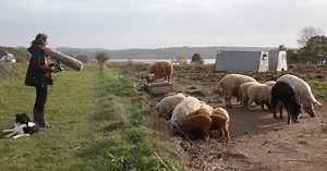 AI decodes oinks and grunts to keep pigs happy