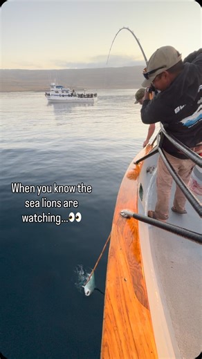 🦭They’re always watching…👀 Has this ever happen to you? Daily salt water fishing trips out of the Newport Beach Harbor, tap the link in our bio or give us a call to get the details at 949-673-1434. #fishing #saltwaterfishing #fishingtrip #newportbeachca | Davey's Locker Sportfishing