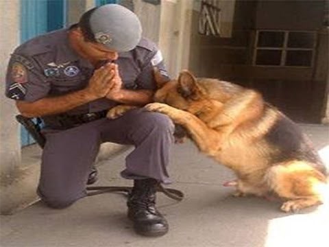Dogs Praying Before Eating Meal and Sleeping - Funny Dog Videos
