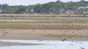 Flock of Geese Birds Flying Low Above Wetlands during Autumn Migration Stock Footage - Video of nature, wetland: 262204380