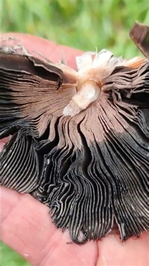 Coprinus comatus - The ink mushroom