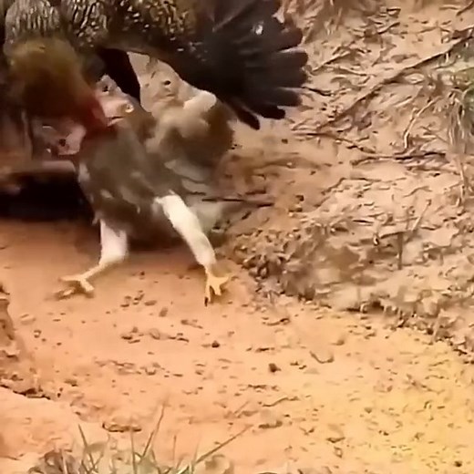 1.6M views · 10K reactions |  https://bit.ly/3e2yAcO  Follow my page for more videos #lion #animals #wildanimals #wild #wildlife #life #viral #trending #onyx2play #fyp #foryoupage #ctto #videos | Nat Geo Wild Club | Facebook