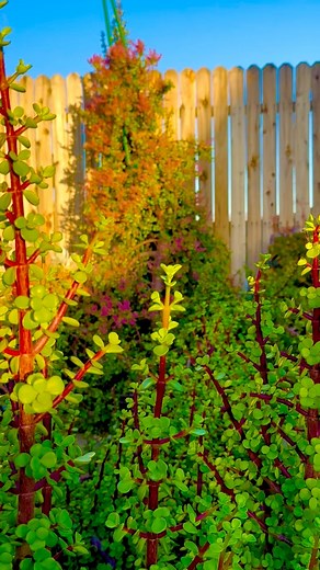 19 reactions · 14 shares | Our Elephant Bush Succulent is thriving in our backyard garden. We received this succulent from a dear friend ten years ago. Thank you very much Eva for this living gift! It is a treasured addition to our garden and its blooms are a breathtaking sight! #succulents #backyardgarden #plants #everyone #followers #plantsmakepeoplehappy | Marlon-Ginabel Miranda Lorenzo | Facebook