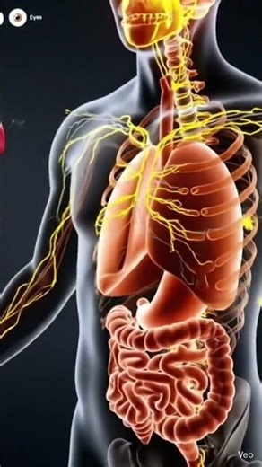 Human Nervous System Explained | Brain & Organs Connection #shorts #shortvideo