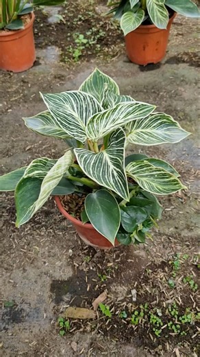 Trầu bà đế vương kim cương (Cây thực tế khi bán)