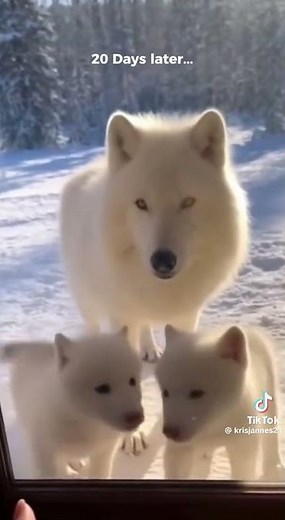 #follow #foryou #foryoupage #viral #animals #care #love #rescue #reunion #fyp #fypシ #shorts #like