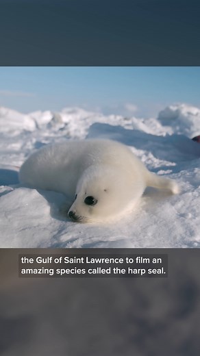 Female harp seals give birth to pups on moving ice floes and suckle for just 10 to 14 days. During the last few days of this short period, they encourage the pup into the water to help them learn to swim. Bertie Gregory caught this moment on camera in Canada’s Gulf of Saint Lawrence. #MothersDay | National Geographic