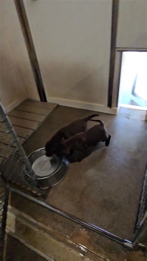 Cute also defined as Chocolate Labrador Retriever pups! Bridie litter | Soggy Acres Retrievers