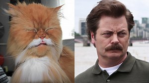 175K views · 1.2K reactions | Nick Offerman's fans are obsessed with cats who look like Ron Swanson. #CONAN | Team Coco | Facebook