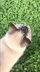 Clover in full effect!! #cloverlawn #microlawn #gardening #clover #garden #trending #nomowlawn