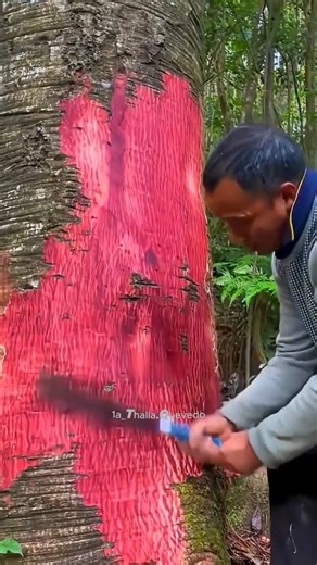 1a_thalia.quevedo on Instagram: "el árbol que vale más que el oro 🧐 En el sudeste asiático existe un árbol capaz de producir uno de los materiales naturales más valiosos del planeta. El Kinam, una forma extrema de agarwood, solo se forma cuando el árbol sufre una infección específica y responde creando una resina única. Este proceso puede tardar décadas y da como resultado un aroma profundo, complejo y altamente codiciado por la perfumería de lujo y la tradición oriental. No es explotación indu