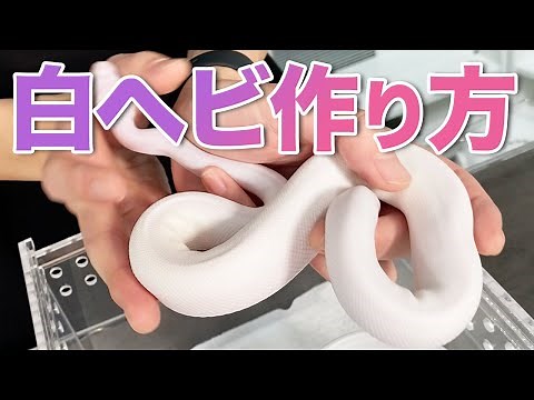 【白ヘビの作り方】ホワイトウエディングの繁殖法｜ボールパイソン