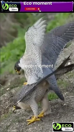 Majestic Mating Rituals of Eagles: A Dance in the Sky!!!!