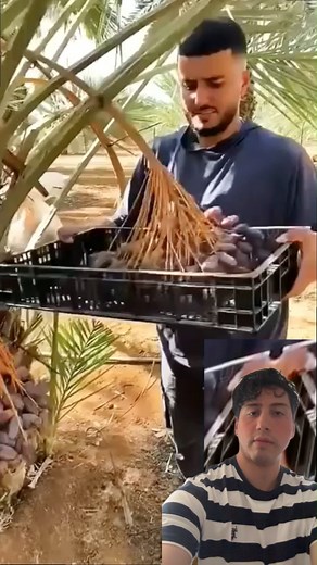 Datteln direkt vom Baum oder aus dem Supermarkt So schmeckt der echte Unterschied! #Datteln #Ernte #ExotischeFrüchte | Aussehen und Gefühl