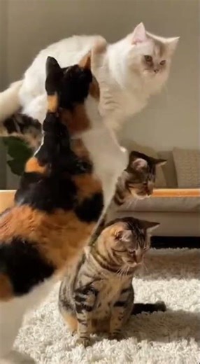 Ultimate Cat Stacking Challenge: Watch These Adorable Cats Pile Up!