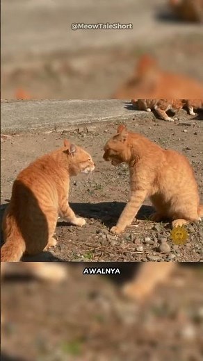 Aoshima: The Fishing Village That Turned Into a Cat Kingdom! 🐱🌊