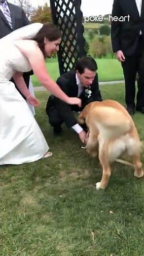 Dog Is Ring Bearer at Wedding Ceremony | Shorts