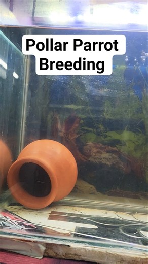 Pollar Parrot breeding setup ❤️ #pollarparrot #parrotfish #fishbreeding #breedingsetup #shortsfeed