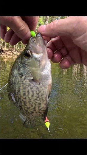 He's not bad, Nice Black Crappie