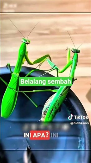 belalang sembah paling aneh #hewanunik #binatanglucu