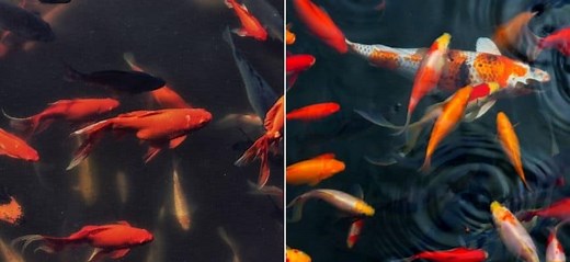 Key Differences Between Goldfish Vs. Koi