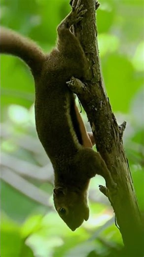 squirrel calls #squirrel #nature #wildlifesounds