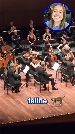 395K views · 7.4K reactions | Cat steals the show from orchestra #cat #turkey #orchestra #fypviralシ #cuteanimals | Daily Mail Animals | Facebook